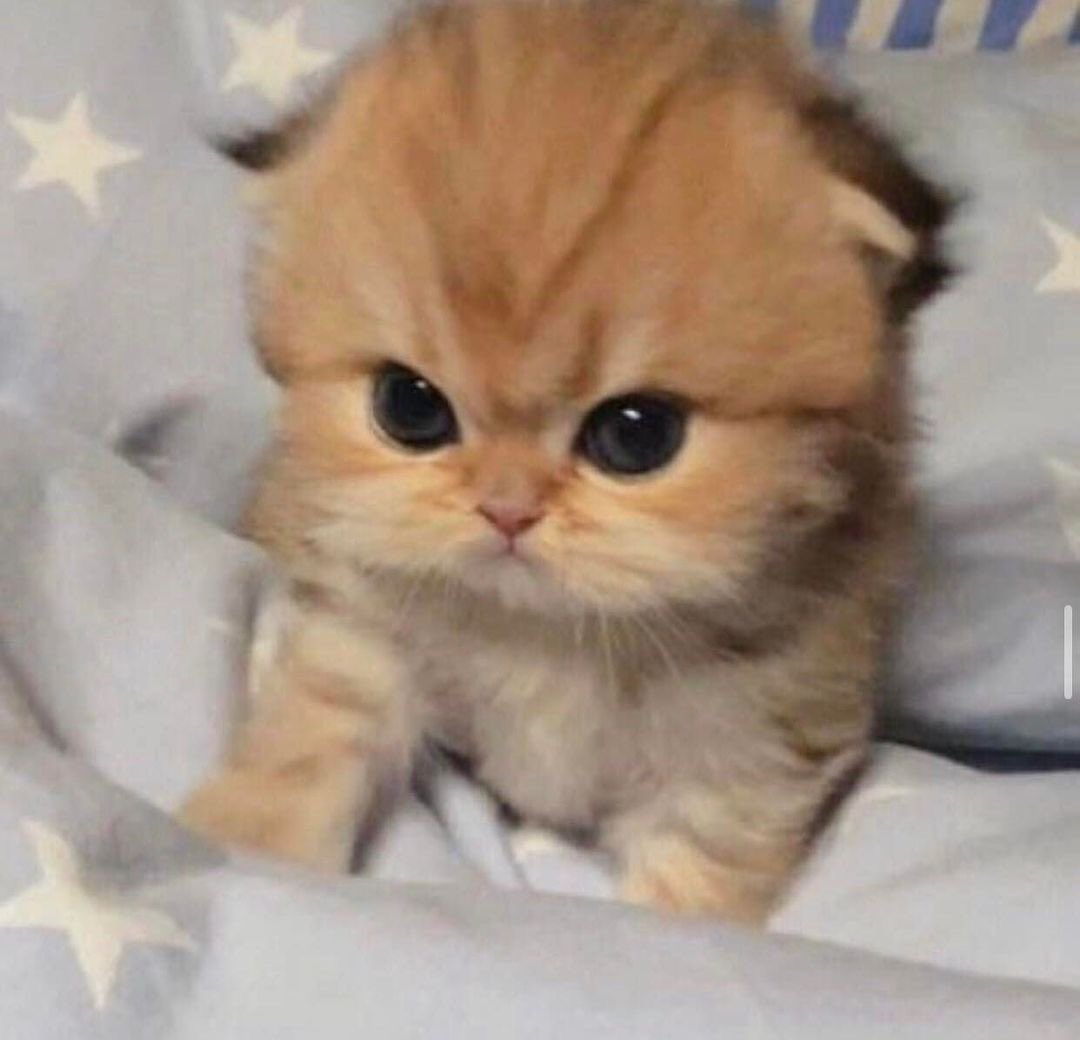 Cat.exe (@thecatexe) on Twitter photo 