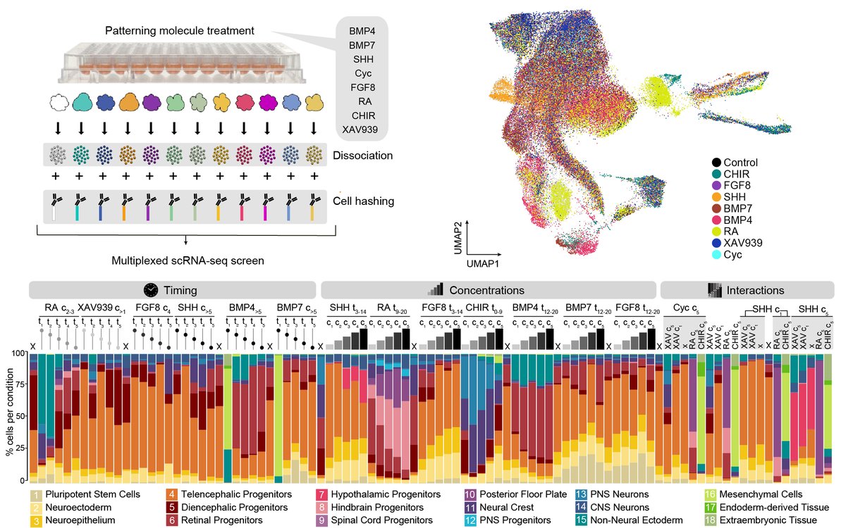 Gray Camp (@graycamplab) on Twitter photo Morphogen Timing, Concentration, Combination impacts regions that form in human neural organoids. Exponential search space, but patterns are emerging! Amazing project led by <a href="/_fatimaa_/">Fati</a> <a href="/TreutleinLab/">Treutlein lab</a> <a href="/ETH_BSSE/">D-BSSE, ETH Zurich</a> biorxiv.org/content/10.110… #organoids #scSeq Morphogen Timing, Concentration, Combination impacts regions that form in human neural organoids. Exponential search space, but patterns are emerging! Amazing project led by <a href="/_fatimaa_/">Fati</a> <a href="/TreutleinLab/">Treutlein lab</a> <a href="/ETH_BSSE/">D-BSSE, ETH Zurich</a> biorxiv.org/content/10.110… #organoids #scSeq
