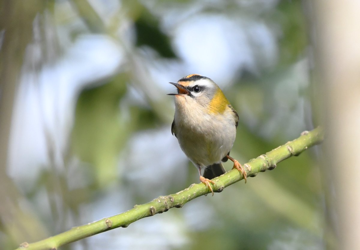 Paul Frost @frostybirding.bsky.social tweet media