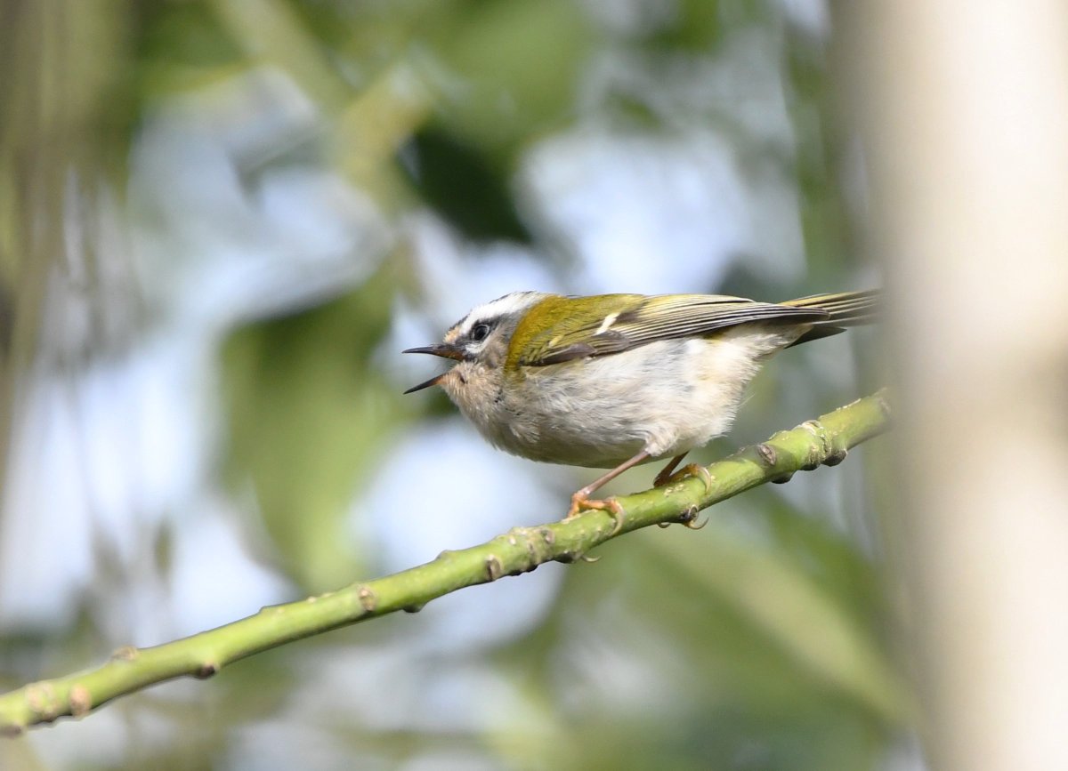 Paul Frost @frostybirding.bsky.social tweet media