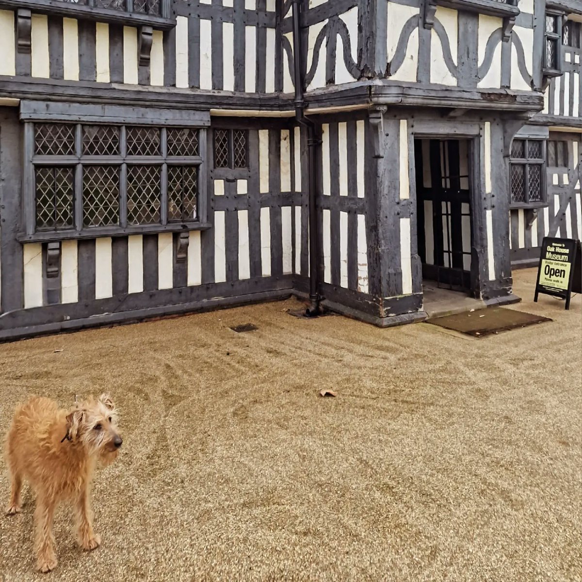 Adorable Arthur is our dog of the week!

#dogfriendly #dogsinmuseums #irishterrier #westbromwich #westmidlands #oakhousemuseum