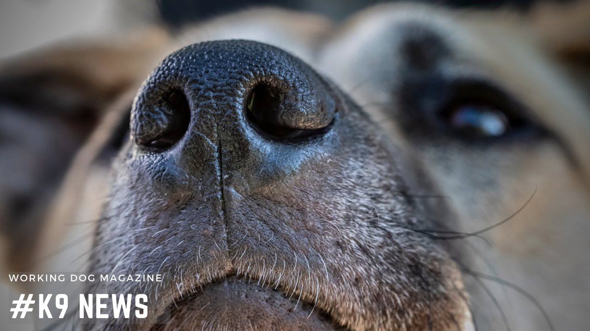 ✱ Don’t miss this week's Working Dog Magazine newsletter: conta.cc/48hThHK ⁣⁣⁣⁣⁣⁣ ✱ RECEIVE: All the dog news you’ll obsess over, in one place, once a week. Sign up and we’ll deliver it straight to your inbox! bit.ly/wdm-enews