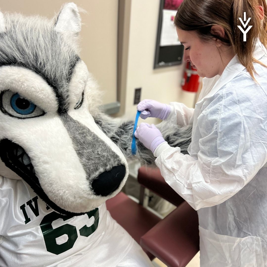 laf_ivytech's tweet photo. 💉 A mystery ailment calls for a blood draw! Watch as our Phlebotomy students skillfully draw Alpha’s blood, run tests, and see what’s troubling Alpha. It's all about precision and care. #AlphaAdventures #PhlebotomyPractice #HealthSciencesHero https://t.co/Z82fOre87V