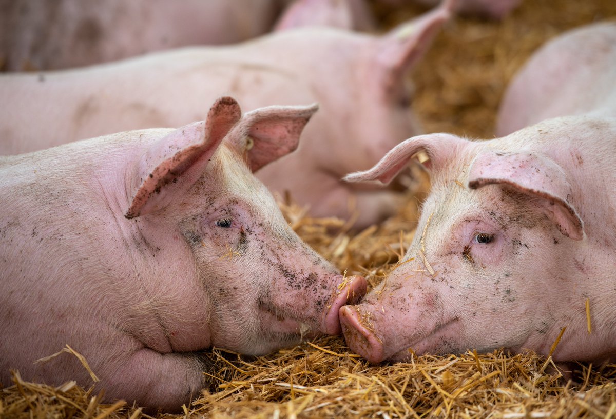 What do customers say about Pork MultiPath?
-Our industry has been seeking for this a long time
-It's important to look at new technologies to care for our animals via early disease detection
-It delivers the evidence we need to implement data-driven management decisions