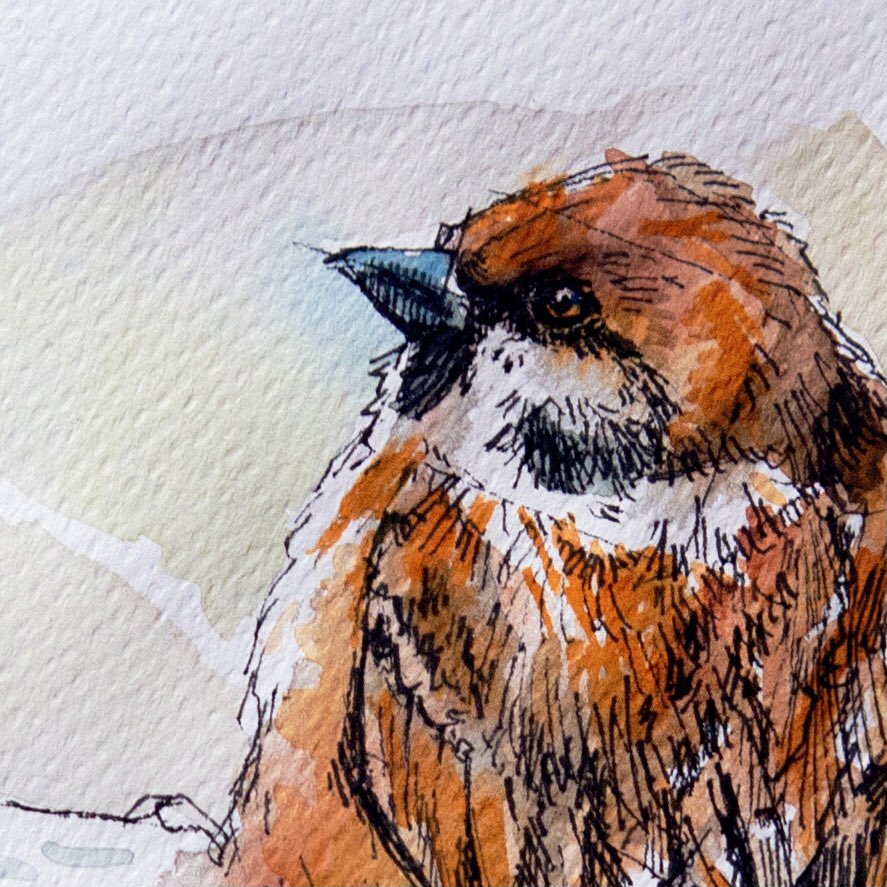 Completo:

instagram.com/p/C3q2jWUxThm/…

#sparrow #雀 #野鳥 #野鳥好き #野鳥撮影 #nuts_about_birds #best_birds_of_ig #bird #bird_brilliance #birds #birdwatching  #planetbirds #wildbirds #sketch #sketchbook #illustration #bird #ink #watercolor #watercolorbird #birdsketch.