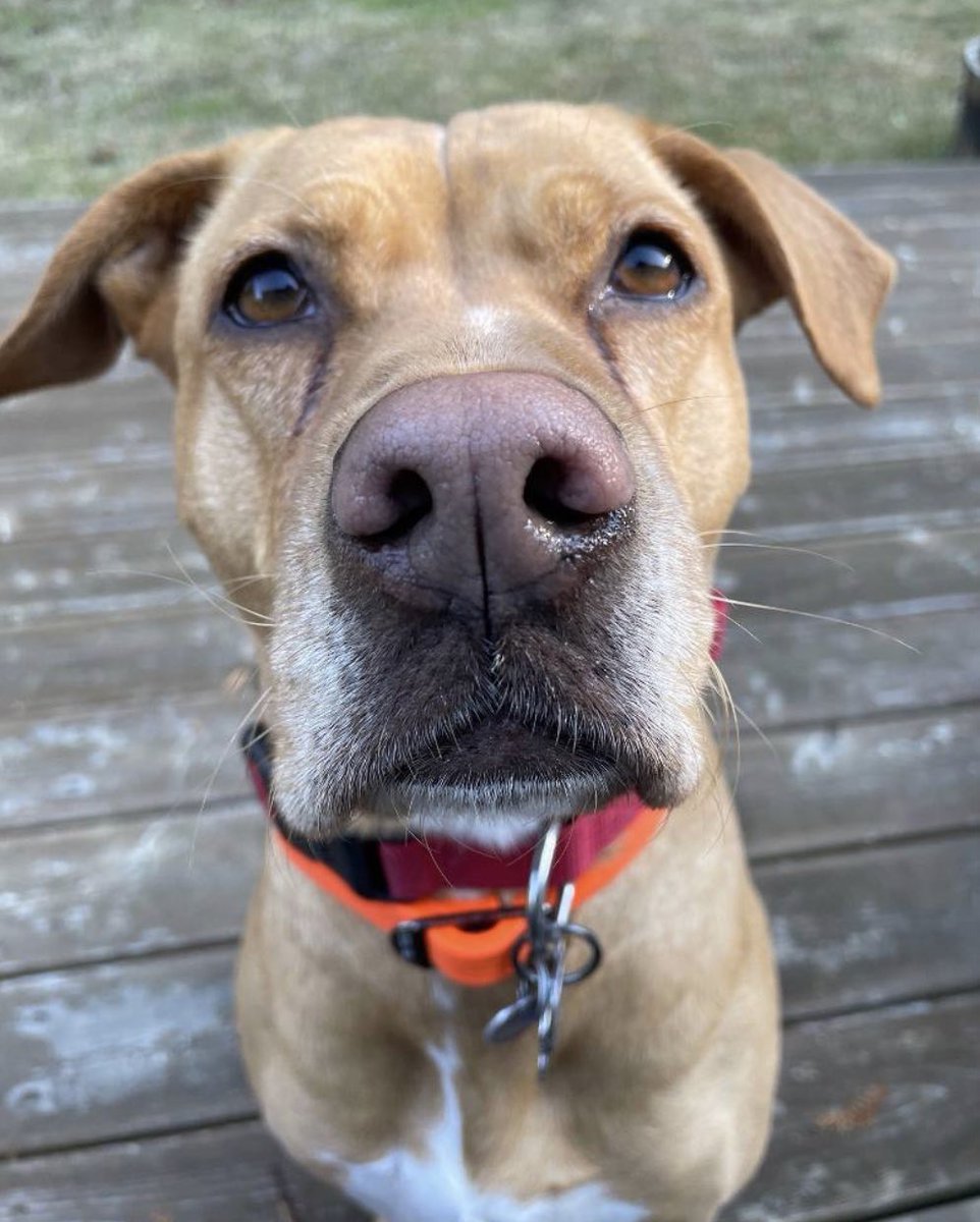 What a cutie Chopper is. 
She needs our help finding the right home. Her perfect home would be a single person that is a bit of a home-body. Chopper's been through a lot and has decided being out and about isn't the right life for her. Read more: doggoneseattle.org/adoptable-dogs…
