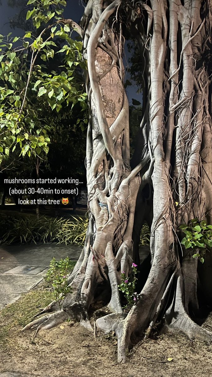 microbloomco's tweet image. Mushroom Journey @microbloomco 
#Psilocybin