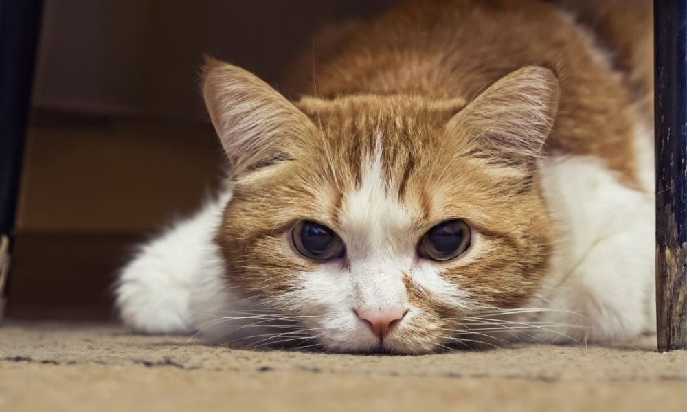 PeterAskin1's tweet image. Another story about the horrendous torture of Juliet the cat from #HamiltonOH! 😡Be with angels precious, precious girl. 💔🌈
"On behalf of Allies Cat Allies I am writing in support of your prosecution of Zhean Bai for the unlawful torture of the cat known as Juliet..."