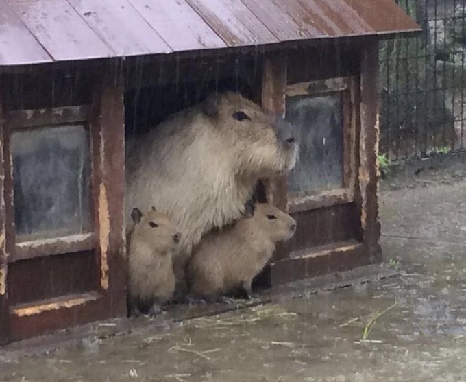 when it rains it pours