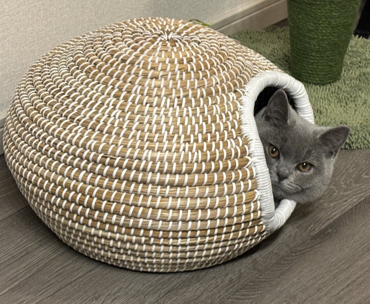 雨だにゃ。篭りますにゃ🐱
#cats
#ブリティッシュショートヘア 
#猫がいる生活