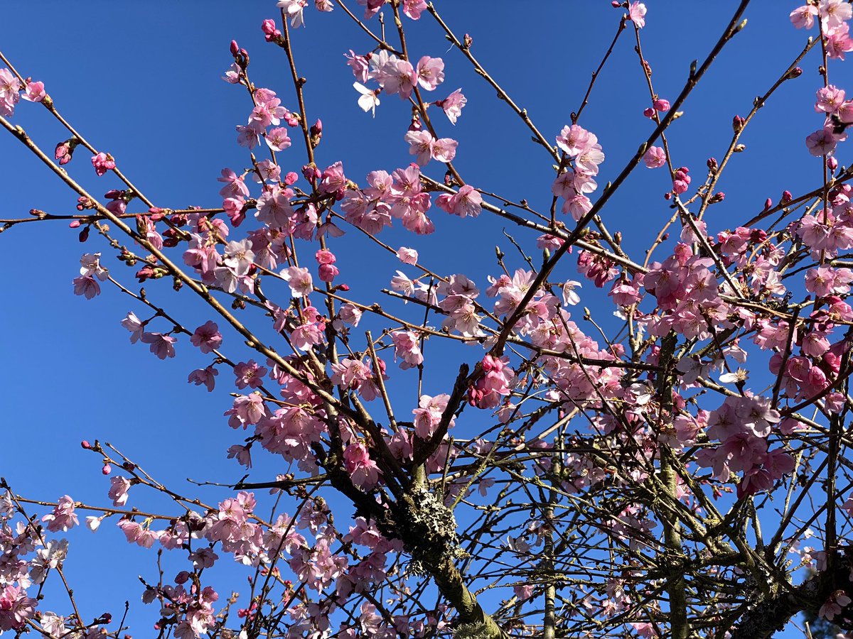 Signs of spring on today’s walk! 😎🌸 #seattlewx