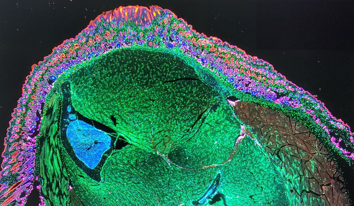 Russell Hanson tweet media