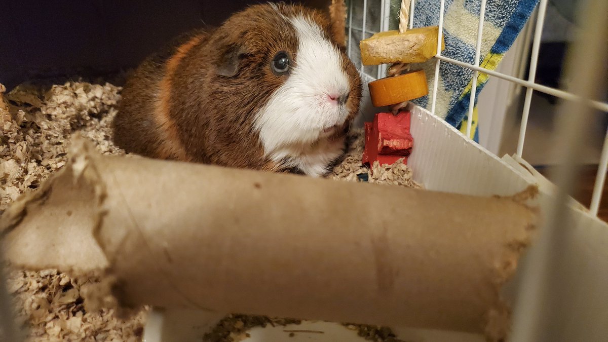 NKFiftyThree's tweet photo. She put her paper towel roll in her food bowl https://t.co/ugqWzOUnXD
