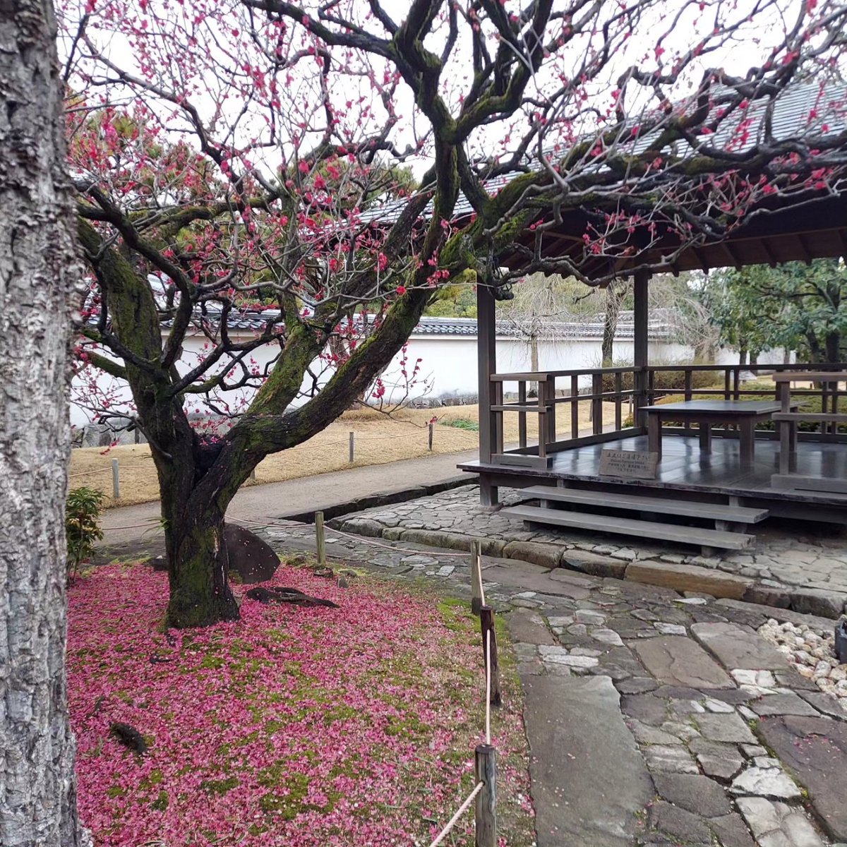 好古園では、３月３日（日）まで梅花展を開催しています。 今年は全国的に咲き始めが早く、好古園の梅の見ごろも１週間ほど早くなっています。 盆梅の観覧を検討されている方は、どうぞお早めにご来園ください。 #姫路　#好古園　#梅花展　#梅　#見ごろ