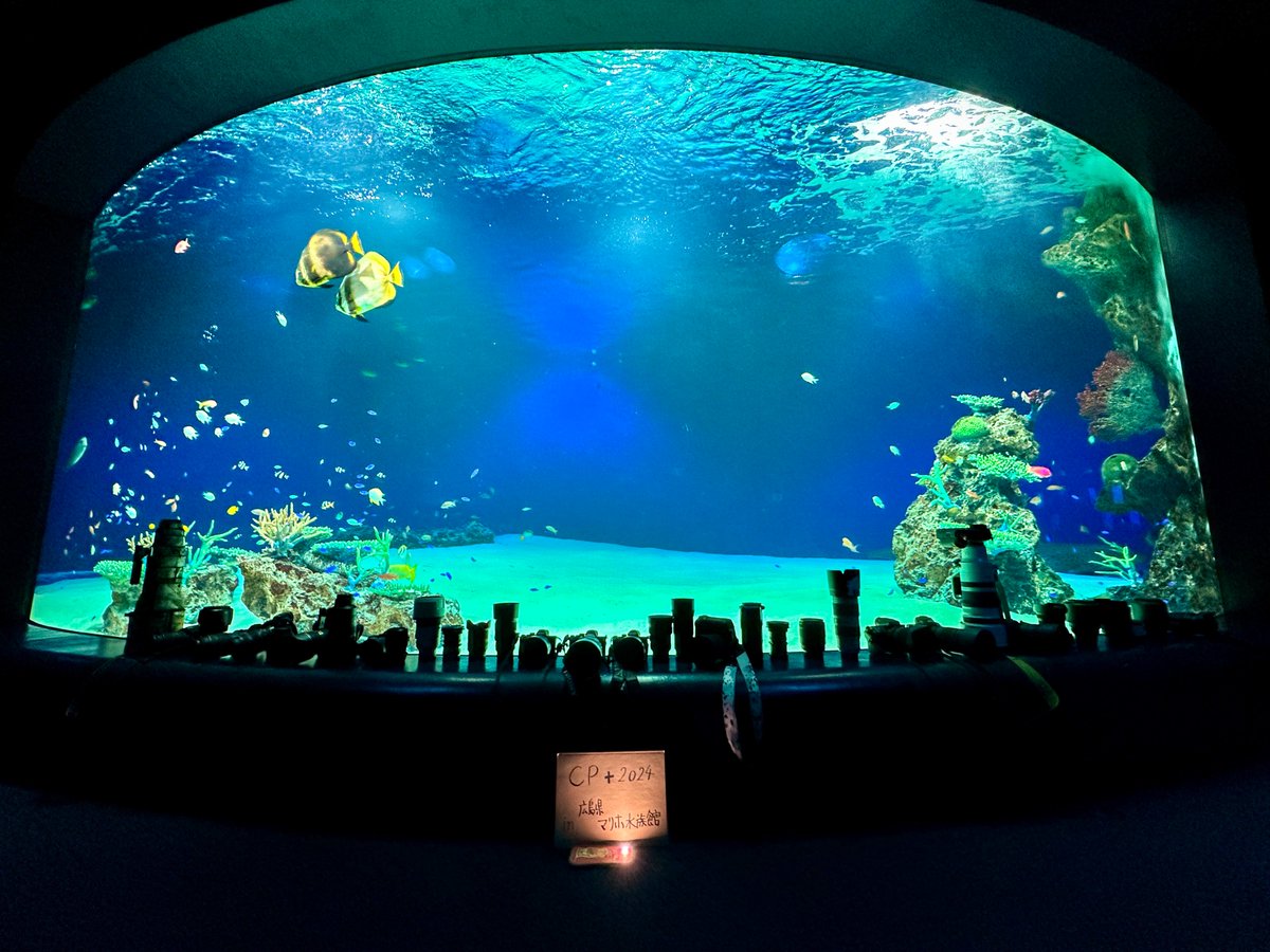 dolphinp32's tweet photo. 昨日はマリホ水族館で夜の貸し切りイベント「CP＋2024？？？」でした（(笑)）。ご参加された皆さん、ありがとうございました。
#マリホ水族館は貸し切れるらしい https://t.co/EmCJVg5GYi