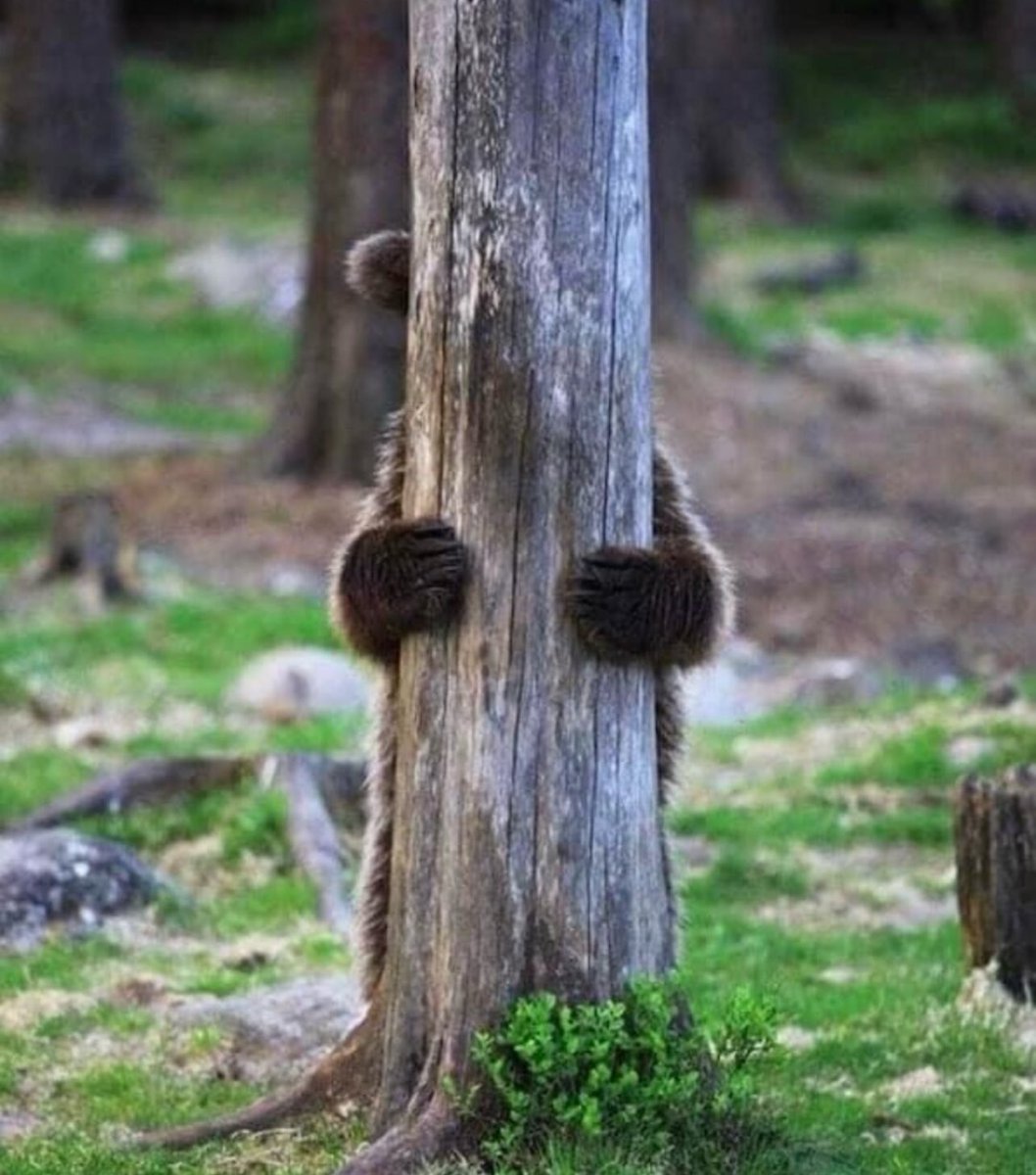 Bearsome tweet media