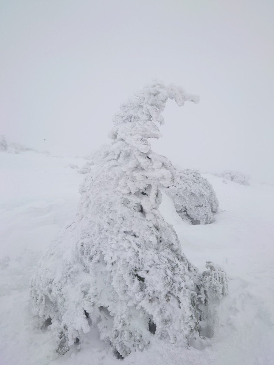 PON_DCMenter's tweet photo. 山形の蔵王へ樹氷を見るべく山頂を目指しました。
昨夜から鶴岡市に移動し滞在しています。
今週は木曜から来週の月曜までいるつもりです。
明日明後日と、アートを使った体験型の知育イベントが開催されます。
ゲストのRyokonishiも訪日します^_^ https://t.co/w3gcbnYOwv