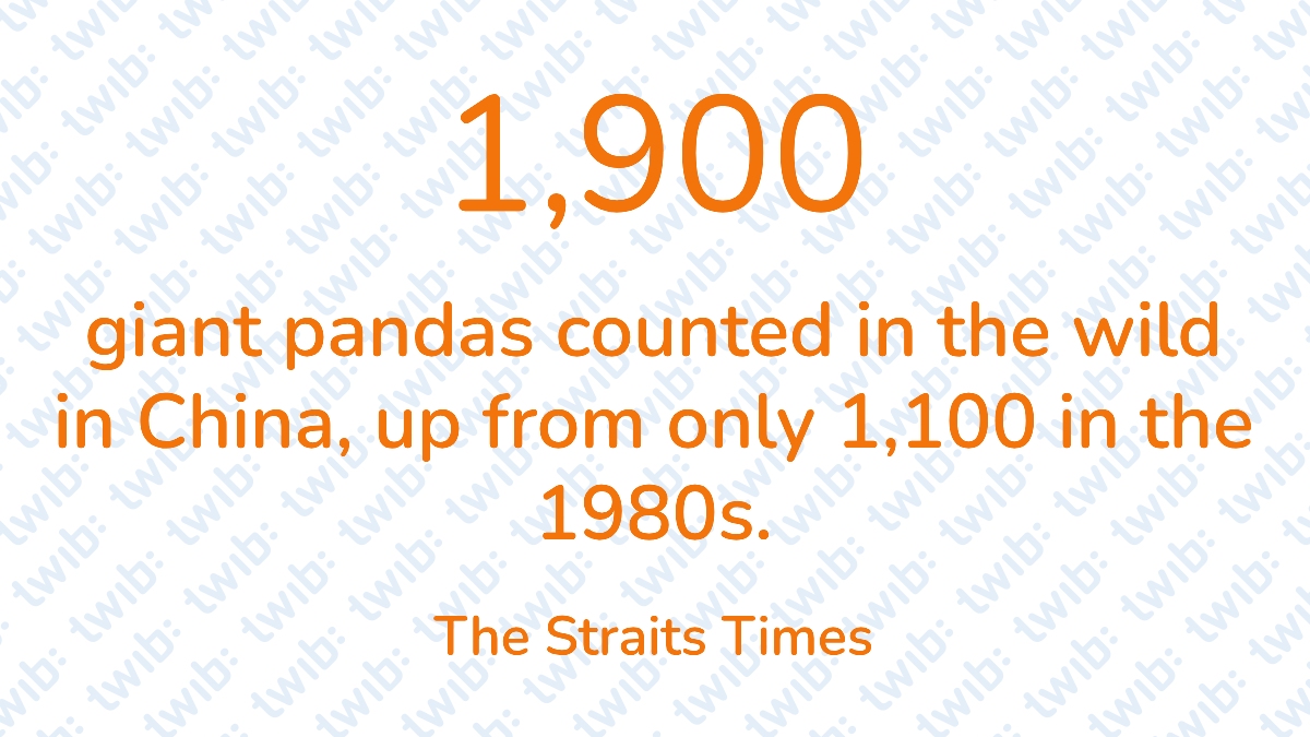 1,900 giant pandas counted in the wild in China, up from 1,100 in the 1980s. – #Didyouknow twib.news/?p=49871