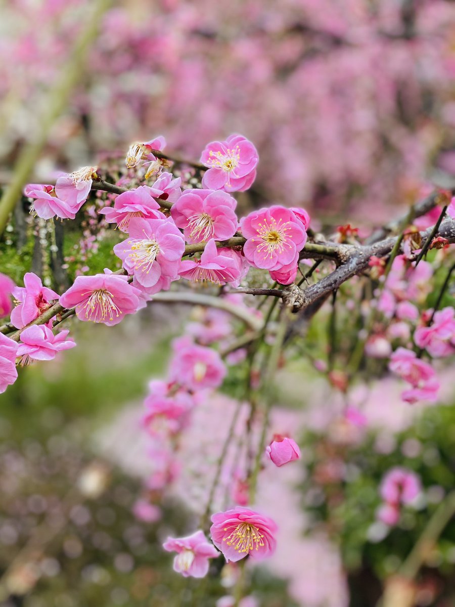 happy847004's tweet photo. おかんです♪
昨日は枝垂れ梅を見に
京都の城南宮まで...
なんやろ枝垂れ梅って
妙に色っぽくて舞妓さんの
ように見えるのは私だけ⁈笑
自然が作りだした景色や
香りや色は美味しいモノと
同じくらい人の心を
豊かにしてくれる気がする😊
そりゃ外国の方も
沢山見に来るはずだぁ〜
#城南宮
#枝垂れ梅 https://t.co/7yfykVpcpk