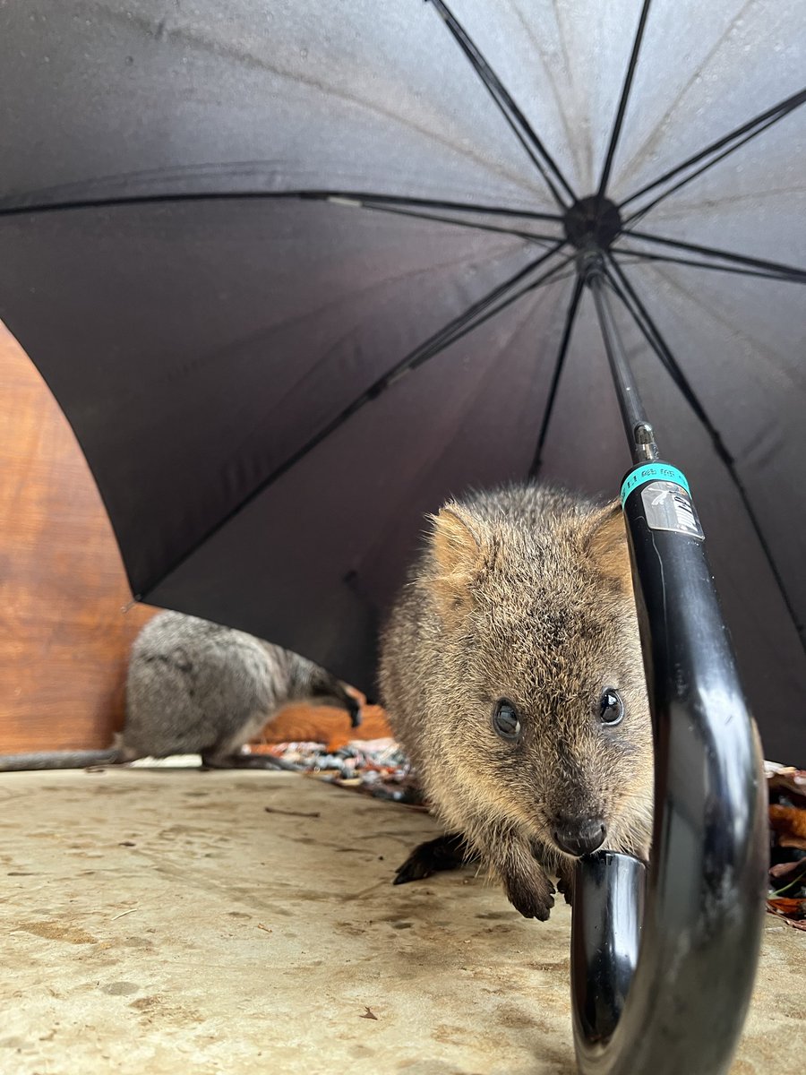 saitamazoo_tw's tweet photo. 今日は祝日なのでクオッカは10時〜13時の時間に公開しています。

園内は雨時々雪模様。
傘を一旦置くとクオッカたちがにおいを嗅ぎに駆け寄って来ました。
いま片付けるね。
#クオッカ https://t.co/7an5Ji5S3I