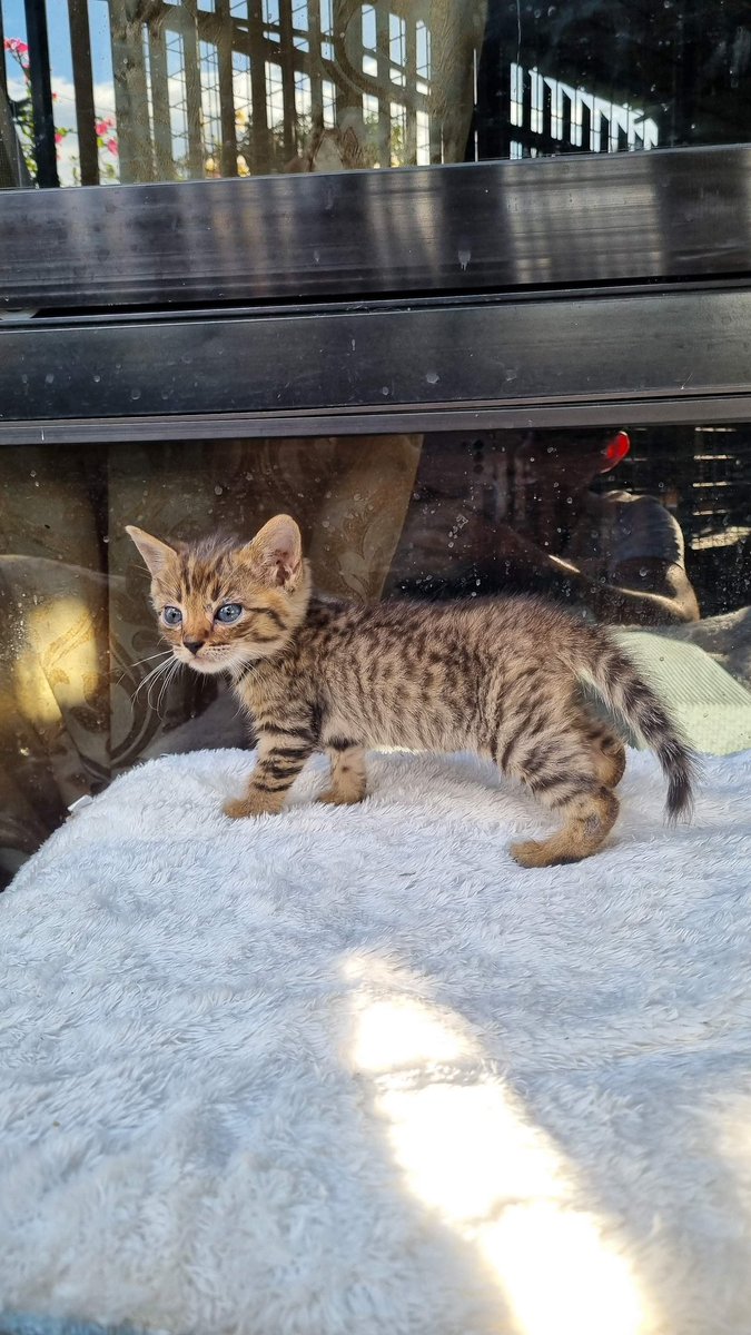 Spotted rosetted bengal kittens

DM me
