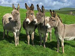 EL CAMBIO DE LA CASTA ES ORTOGRÁFICO. Se cambiaría la burocracia x LA BURROCRACIA. Se equivocaron en enviar a Comisión la Ley Ómnibus; hicieron una reforma de pesca q atrasa 30 años y se aplica en paises bananeros; hasta el propio Belocopitt se queja de la reforma en salud!