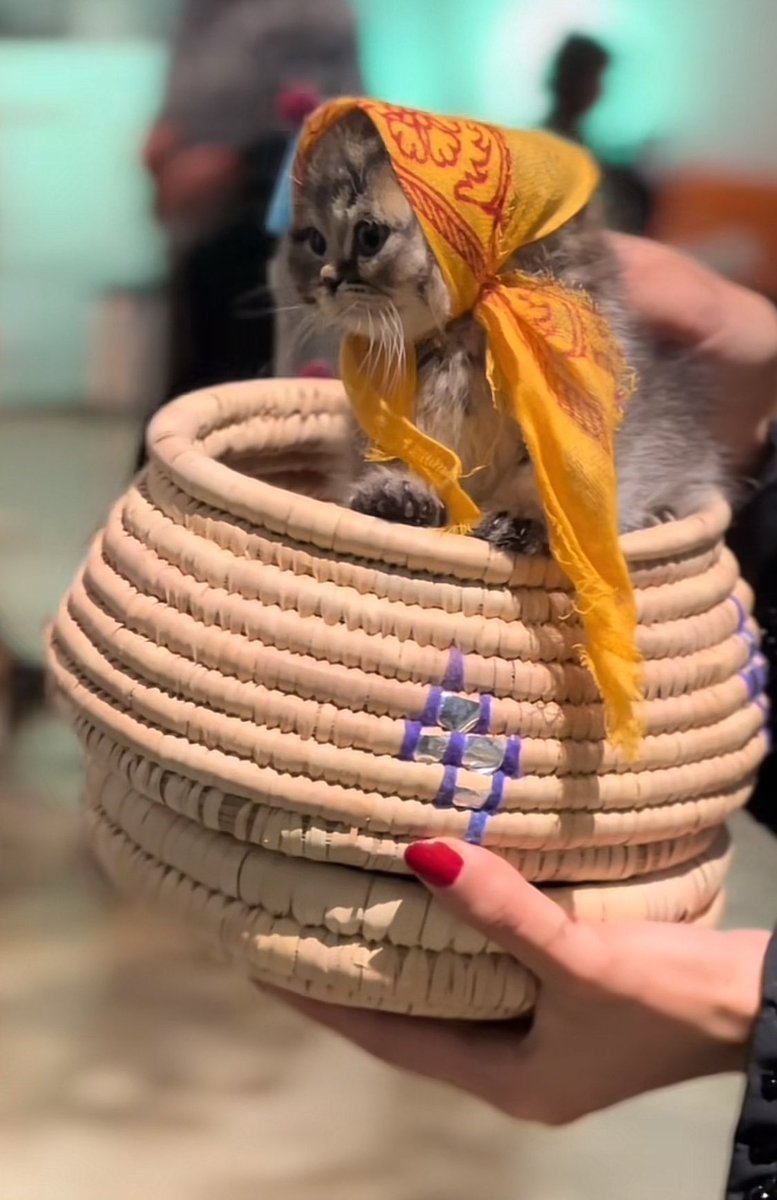 #يوم_التأسيس
أحلى شي بيوم التأسيس هذا هو ترند المياوات🥹♥️