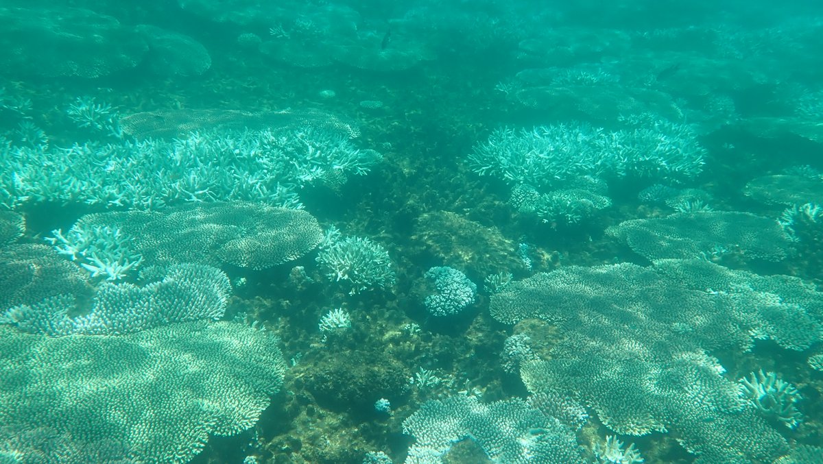 As ocean temperatures continue to warm, our scientists report moderate to severe #coralbleaching at the Keppel Islands👉 bit.ly/42QOsnR The surveys are part of a 25yr program tracking changes in fish communities & coral reef habitats at 42 #GreatBarrierReef Islands🪸🏝️🐟