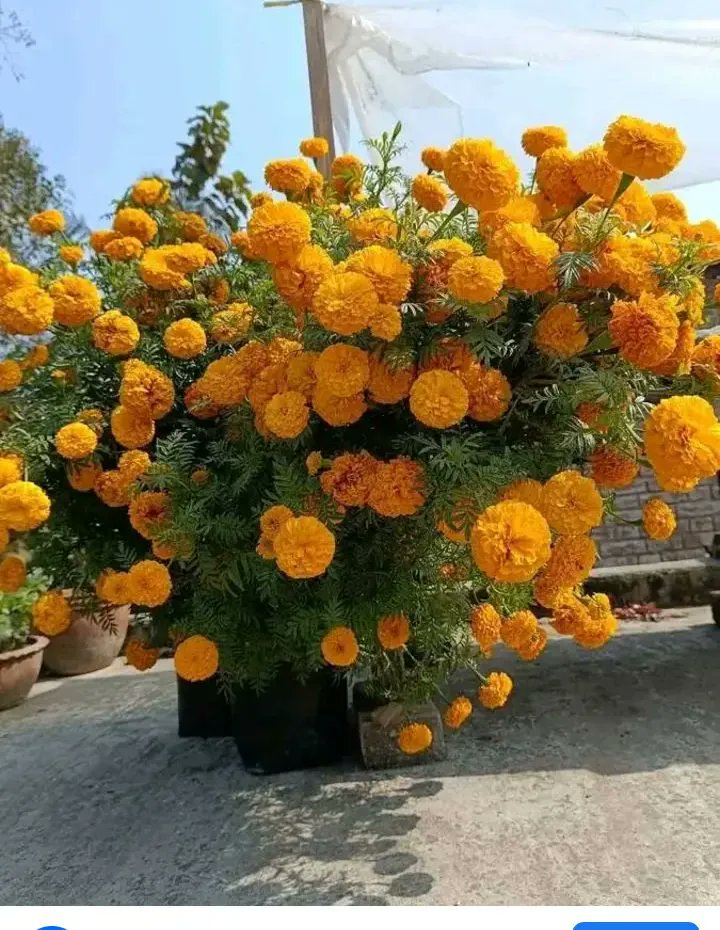 Assalamu Alaikum Wa Rahmatullah, good morning all my brother and sister,