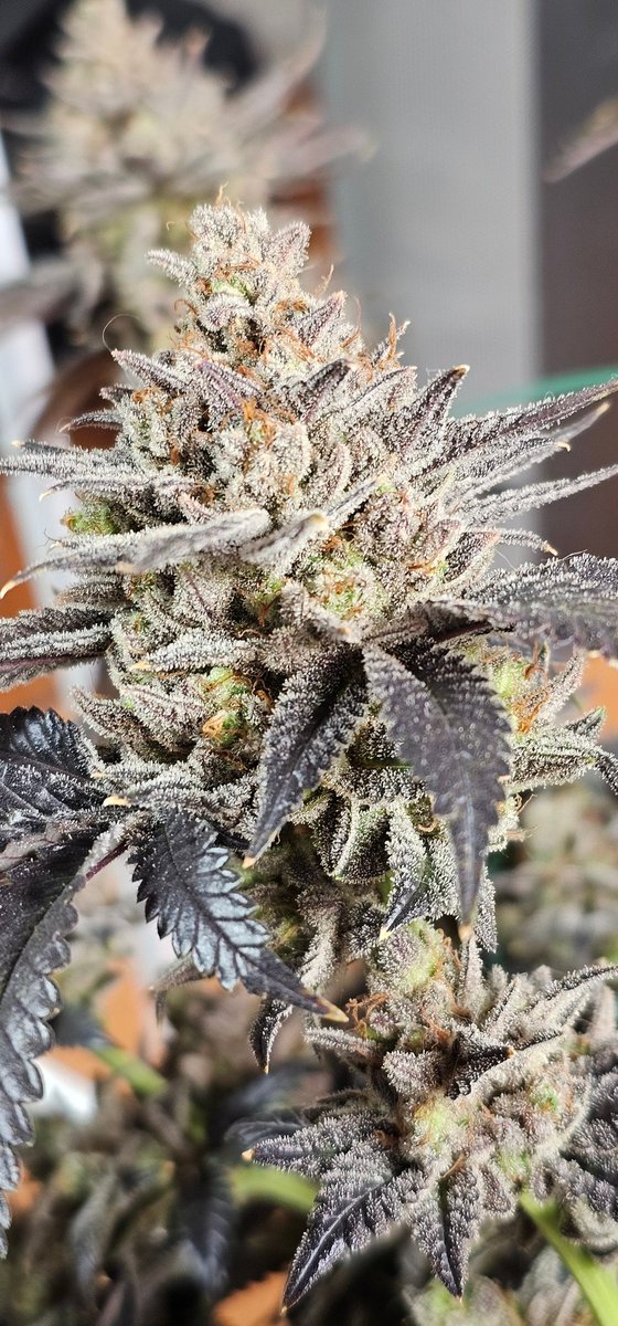 HermitHomestead's tweet photo. The #HiNote finished hella nice. Gassy ass teeps with strawberry notes. A lateral branching, frosty beast. #Crescendo 16 x #StrawberryCookiesOG
Genetics by @EthosGenetics
#ethosmultipass https://t.co/2PVntqBmL4