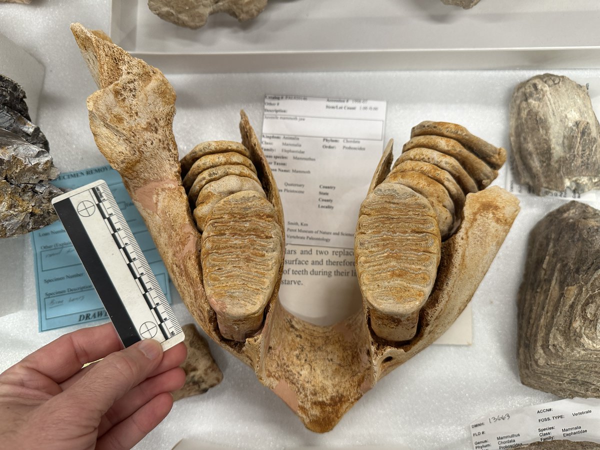 A little-bitty baby #mammoth lower jaw for #FossilFriday! A donation years ago from the family of a local collector, we sadly don't have much site info for it at the moment. It really is a cute little thing though. #paleontology #fossils @PerotMuseum