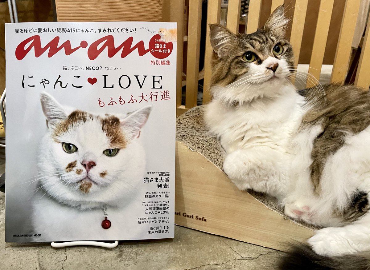 本日発売『anan特別編集 にゃんこLOVE もふもふ大渋滞』が入荷しました