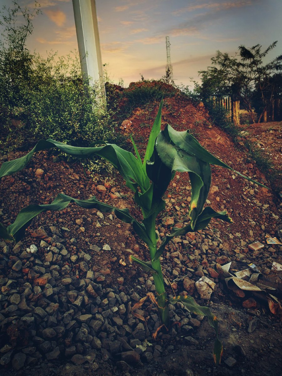 vaishnaviii_03's tweet photo. Life in a barren..!🍃❤️
#photooftheday #NatureBeauty #naturelover #photography #morningvibes #PositiveVibesOnly #flowerphotography #FlowersOfTwitter #FlowersOnFriday #Happiness #planthealth #NaturePhotography https://t.co/XErPtMCfqU