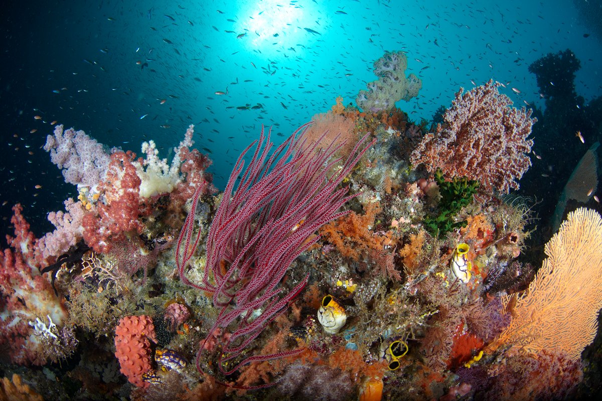 📷 SPECIAL OFFER up to 30% off a Raja Ampat Liveaboard 📷
Experience the trip of a lifetime as you discover breathtaking scenery and encounter some of the most amazing and diverse marine life in the world.
premierliveaboarddiving.com/specialoffers/…