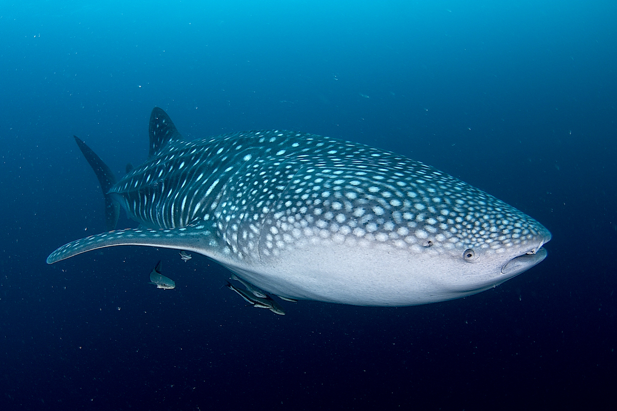 📷 SPECIAL OFFER Up To 50% off a Maldives Liveaboard 📷
Embark on an unforgettable diving journey in the Maldives from May to October and receive up to 50% off on selected upcoming Liveaboards..Offer ends soon

📷 For Bookings and Inquiries:
premierliveaboarddiving.com/specialoffers/…