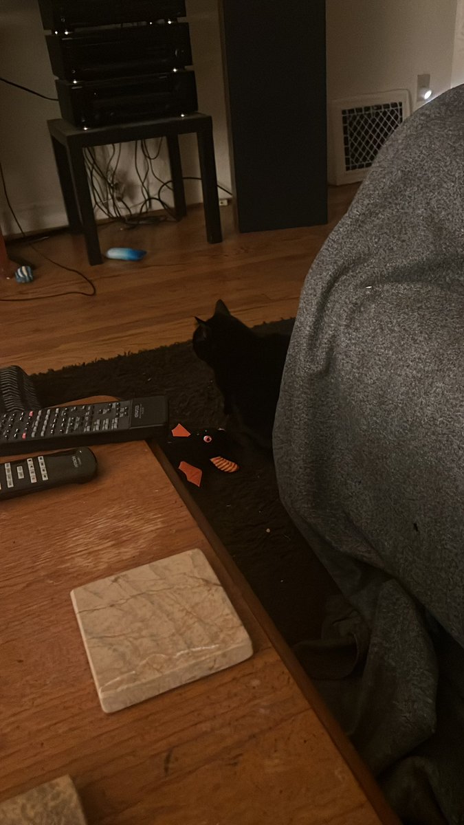 vanessaaaxk's tweet photo. Not me accidentally breaking into my boyfriends house and me and his cat just sitting here like. 🧍🏻‍♀️ https://t.co/PSed24Hi9q