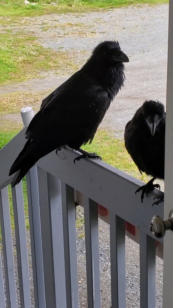VoicemodTexas's tweet photo. Raven Birds Reaction:

WhoToTrus Fursuit: https://t.co/aYXaPuWFiC