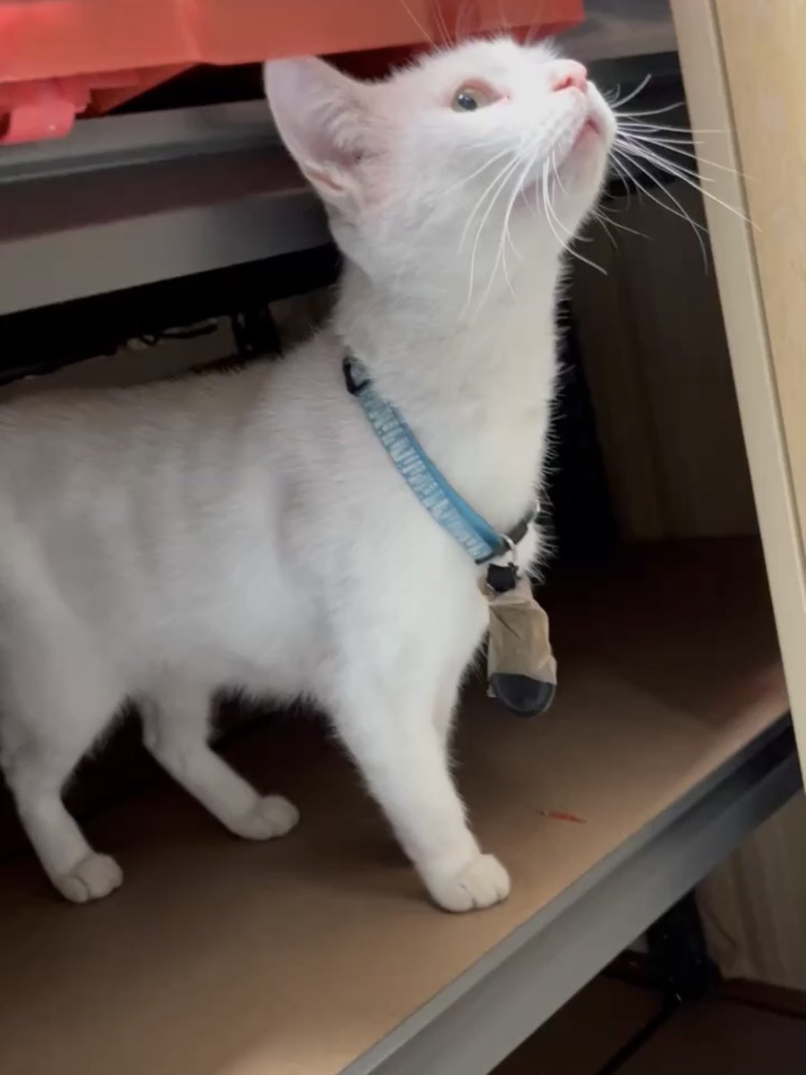 half_straycat's tweet photo. We need to manage our stock better. says Marshmallow, Retro Unit ambassador😺💻🖍️

#stockcheck #stocktaking #cat #catlife #halfstraycat #whitecat #lovelycat #pawpads #cattastic #catoftheday https://t.co/HQZSXqln3m
