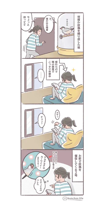 1号2号の放鳥を繰り返したあと隣室でこっそり休憩してても、気配を感じると一生懸命歌って催促してくる(↓ツリーにオマケあり)
#文鳥 
#4コマ漫画 