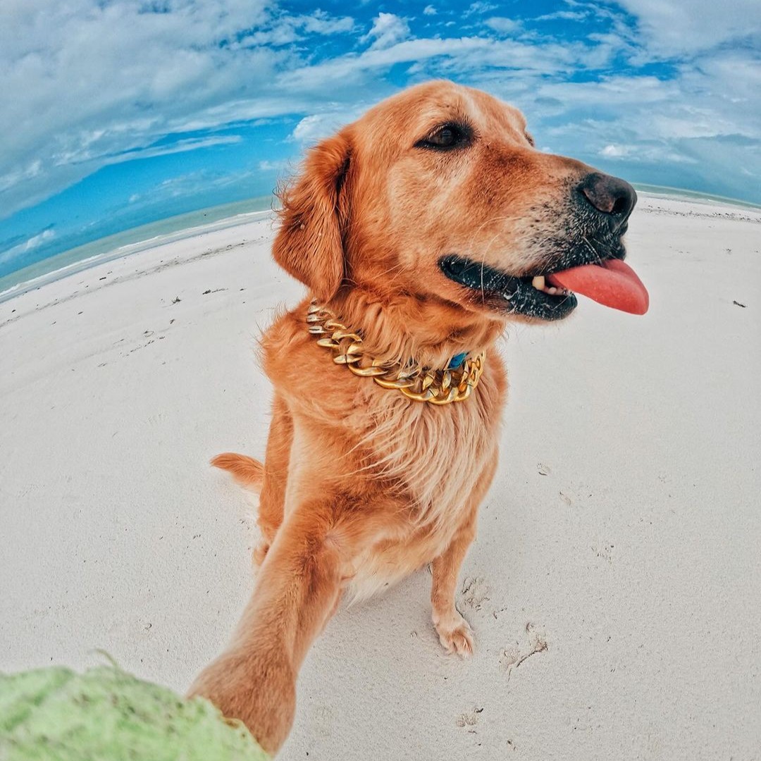 No pudimos elegir la mejor foto de #Murph, porque TODAS son espectaculares, ¿o no? 🤩

Si eres un pet-lover debes venir a #Holbox a conocerlo y sacarte un selfie. ¡Es demasiado adorable! 

@GoQuintanaRoo #México #DogsOfInstagram #CaribeMexicano
