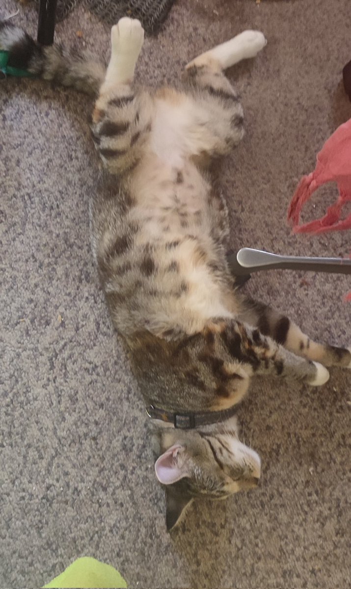 ZhivaCat's tweet photo. @UnicornsDreams_ My kitten sleeping under daddies chair while I'm gaming. https://t.co/AhJa6xccuX