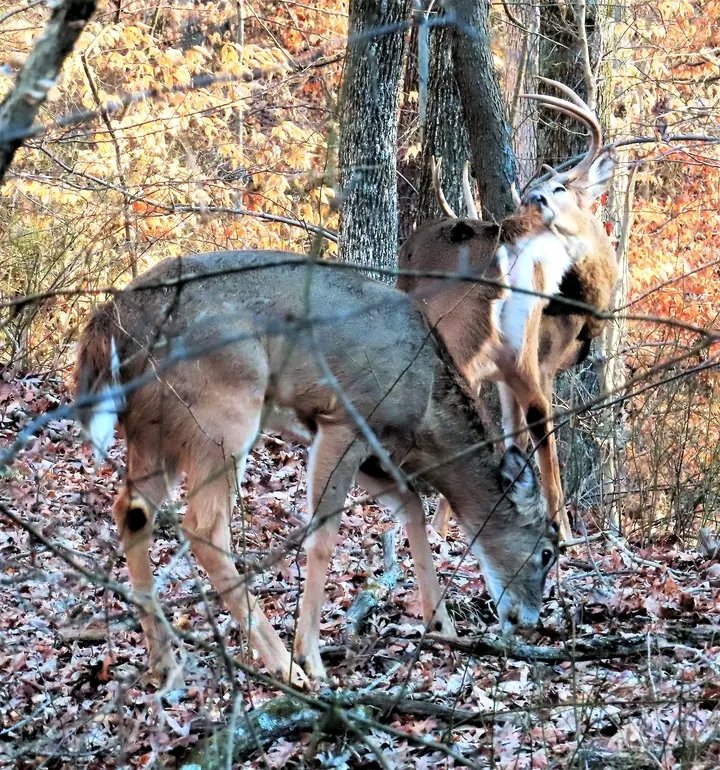 Snapped this photo half a dozen years ago on our Cattail Valley farm and later used the big 8-pointer's image as the cover illustration for my 2020 book, 'Bowhunting Gospel from the Book of M. R. James. 🦌 #deer #deerhunting #hunting #buck #buckhunting #bowhunting #whitetail