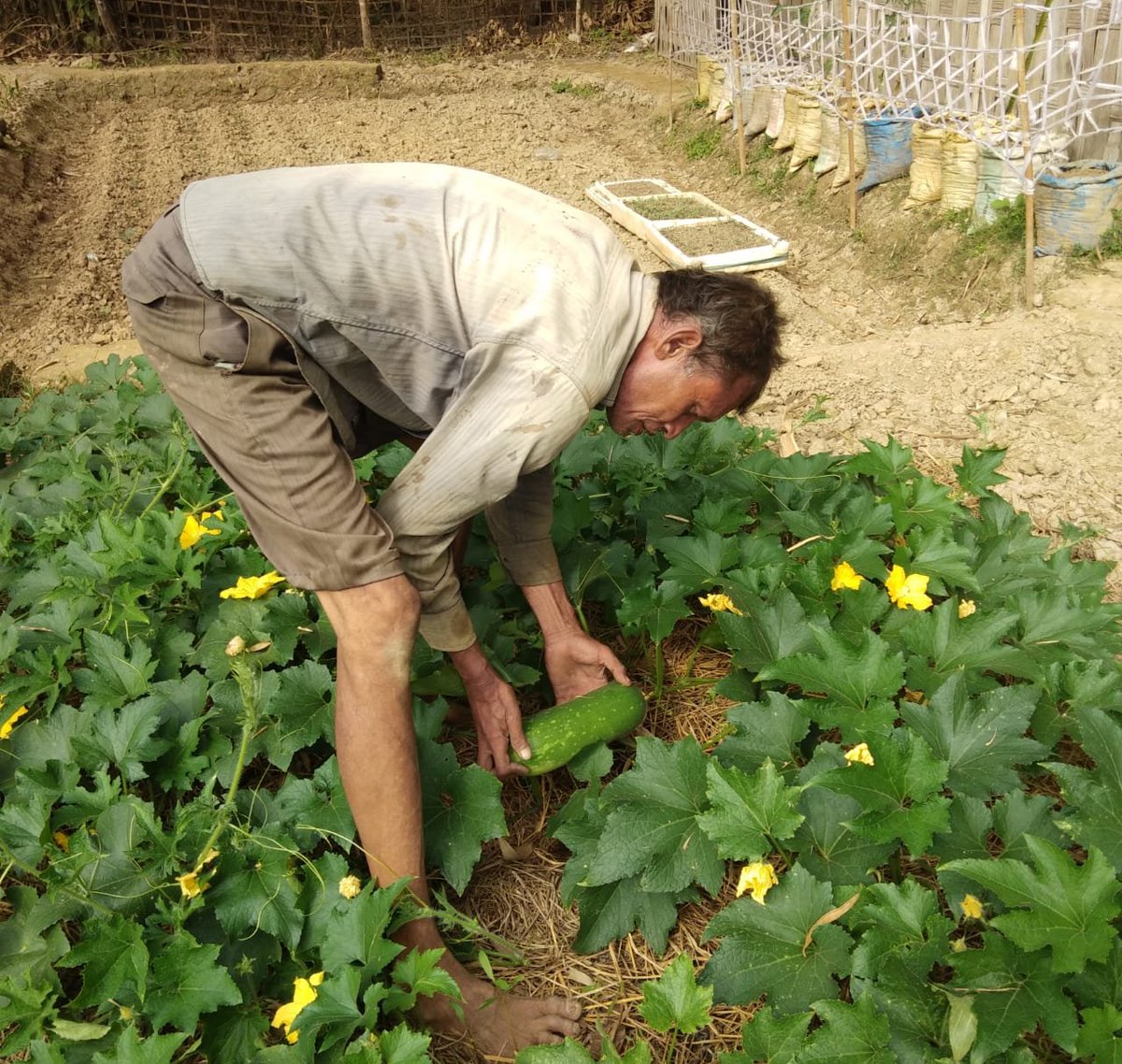 Vegetable farming is a profitable business. Specialist producers grow particular vegetables that  do well in their locality. #IIVR #vegetables 
#vegetablefarming