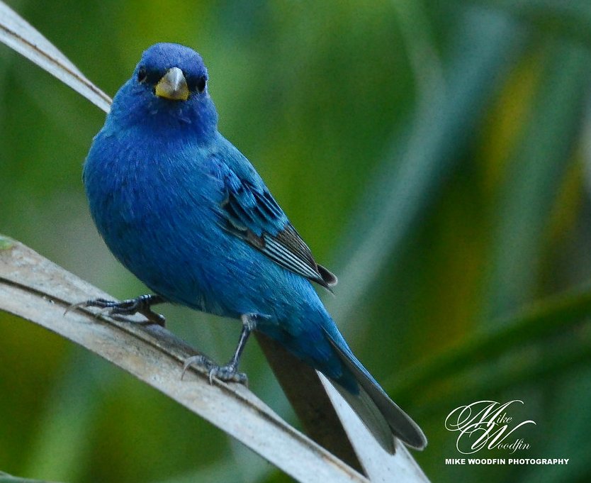 KkHimalaya's tweet image. Indigo Bunting.
A small seed-eating bird in the cardinal family.  It is migratory, ranging from southern Canada to northern Florida. It often migrates by night, using the stars to navigate. Its habitat is farmland, brush areas, and open woodland. 
Flickr Image