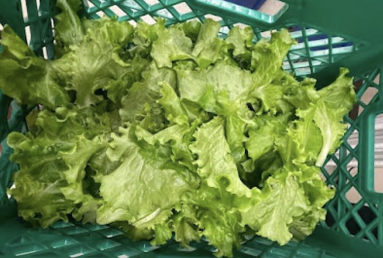 From assembly to harvest. Our Environmental Resiliency class has been working hard to grow some beautiful lettuce that our TIGERS will enjoy. 🥬 Thank you to Ms. Okuno for her leadership, her vision is becoming a reality. #rialtomiddleschool #integrityanddetermination