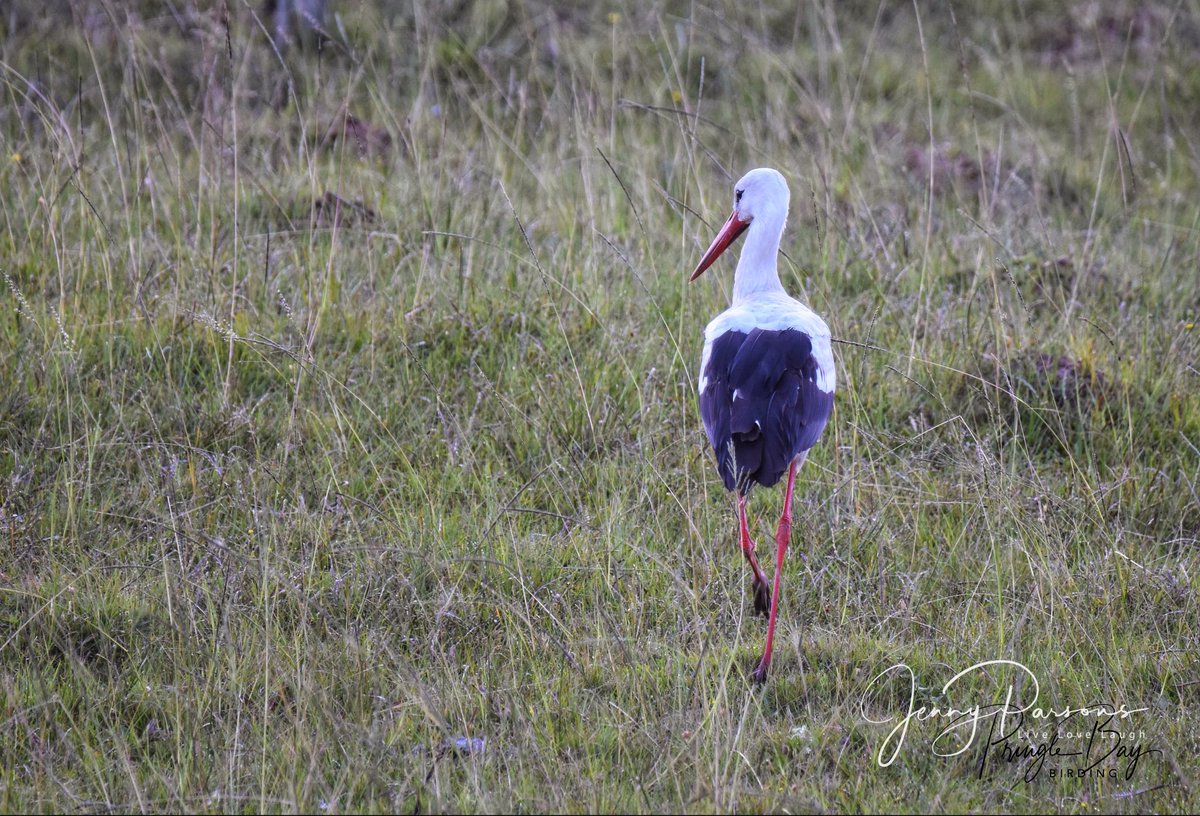 Saw a number of White Storks in farmlands near Port Alfred in January. A common non-breeding #palaearcticmigrant that visits South Africa in #summer. Graceful birds…

#birding #birdwatching #BirdsSeenIn2024 #TwitterNatureCommunity #pringlebaybirding