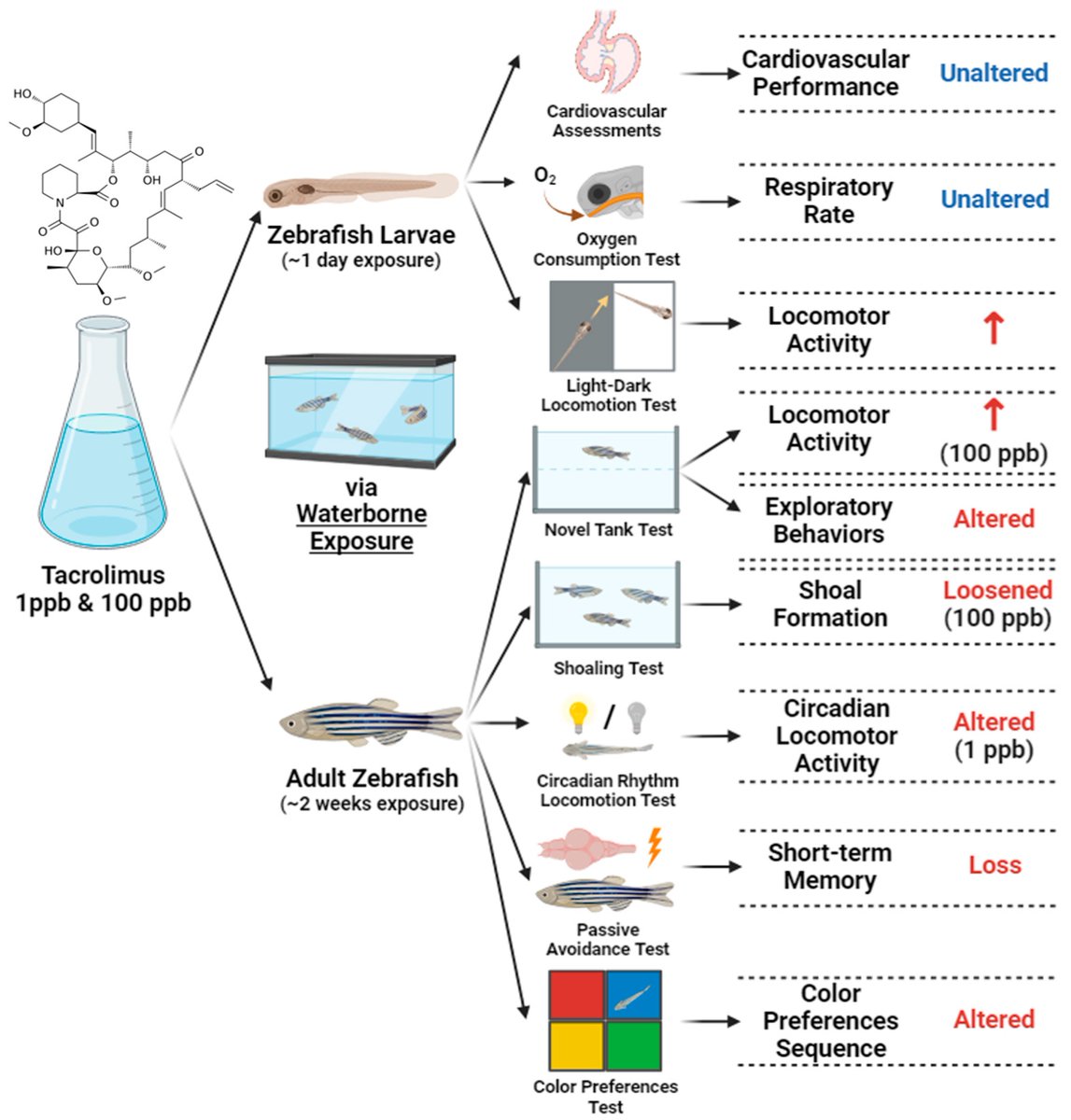 Evaluation of Tacrolimus’ Adverse Effects on Zebrafish in Larval and Adult Stages by Using Multiple Physiological and Behavioral Endpoints. #zebrafish #tarcolimus <a href="/Biology_MDPI/">Biology MDPI</a>  mdpi.com/2079-7737/13/2…