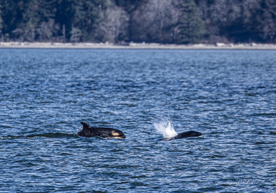 Squeee... a baby! 🍼

📸:  <a href="/EZLorenz11/">EZ Lorenz she/her</a>