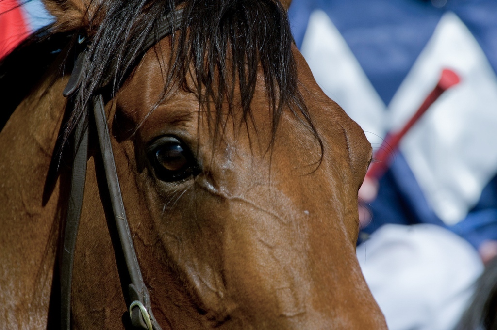 Arrowfield Stud tweet media