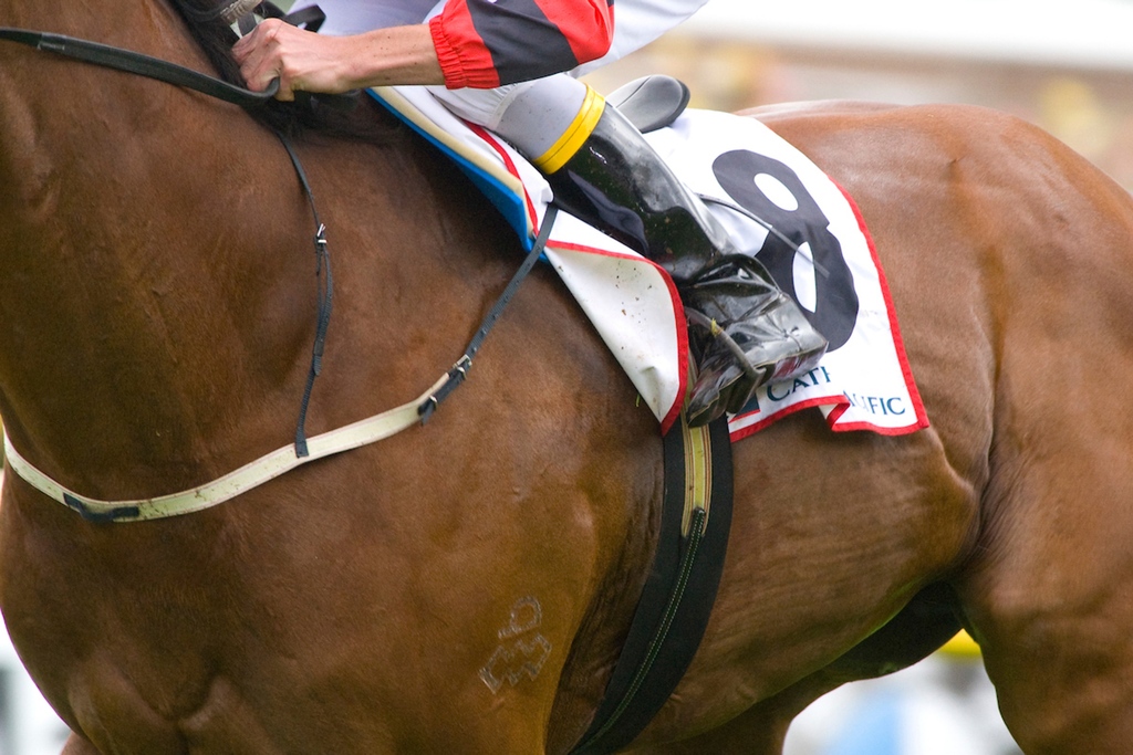 Arrowfield Stud tweet media